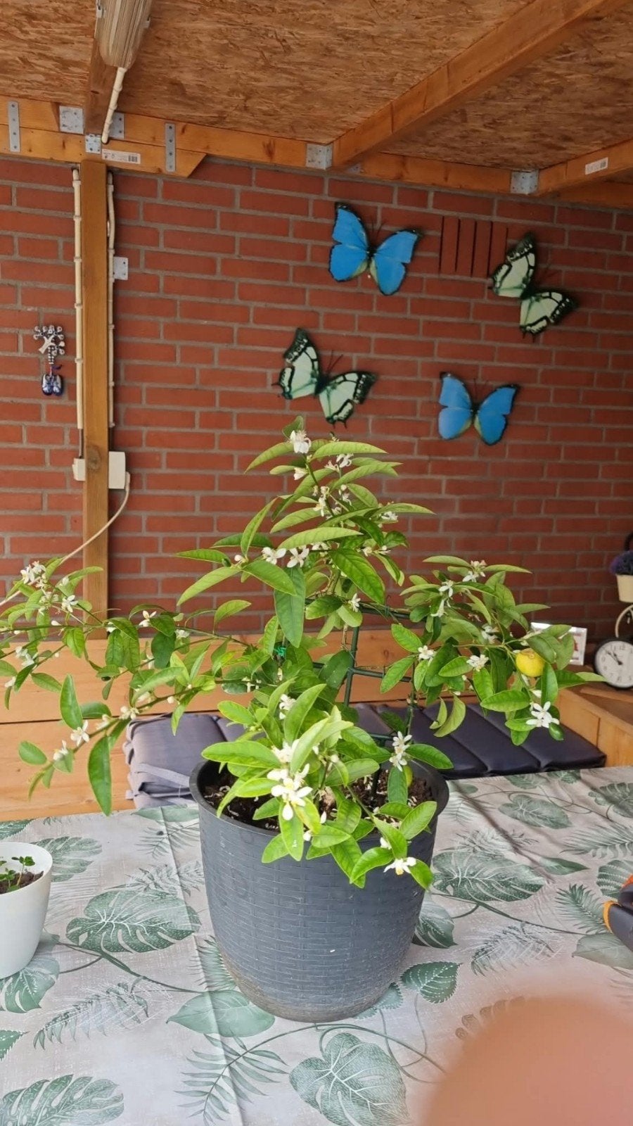 Citroenboom - Limon, Ophalen, Minder dan 100 cm, Lente, Volle zon