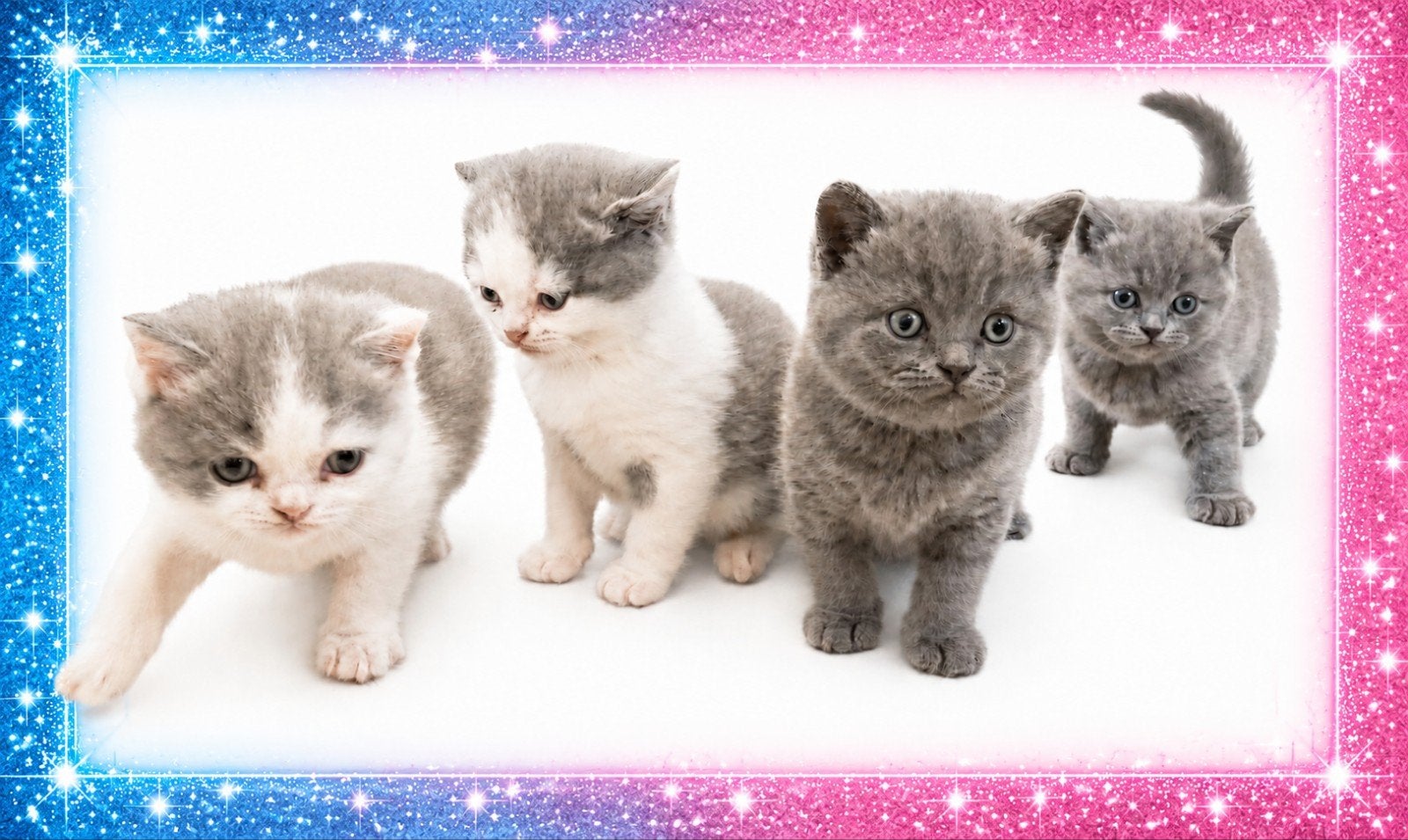 Brits(e) korthaar, Dieren en Toebehoren, Katten en Kittens | Raskatten | Korthaar, Meerdere dieren, Ontwormd, 0 tot 2 jaar