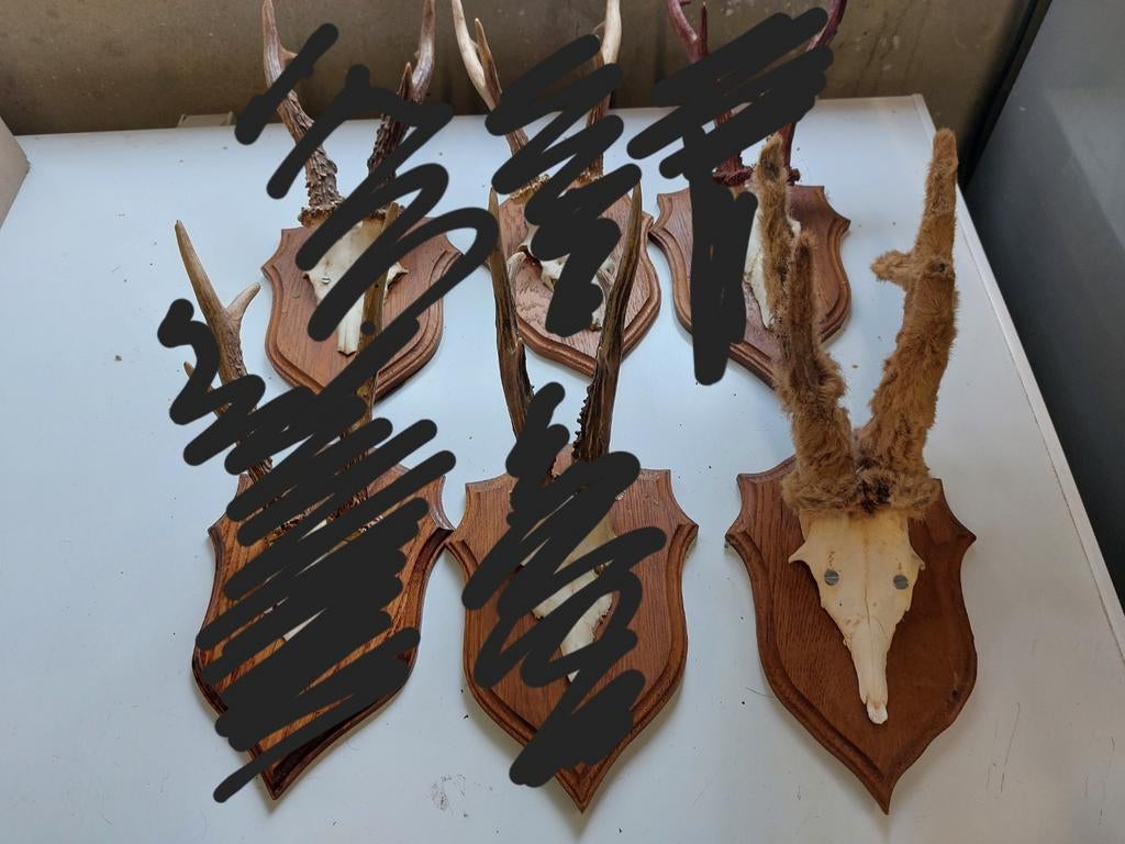 Gewei, Verzamelen, Dierenverzamelingen, Ophalen of Verzenden