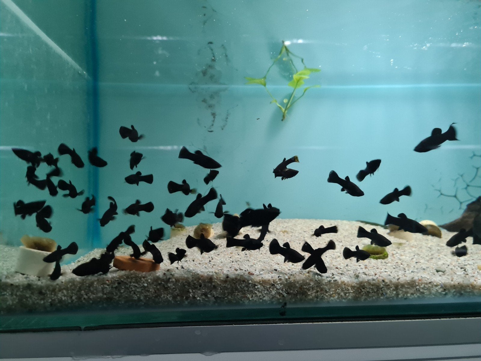 Black Molly, Poecilia sphenops, black mollies, Dieren en Toebehoren, Vissen | Aquariumvissen, Vis, Zoetwatervis