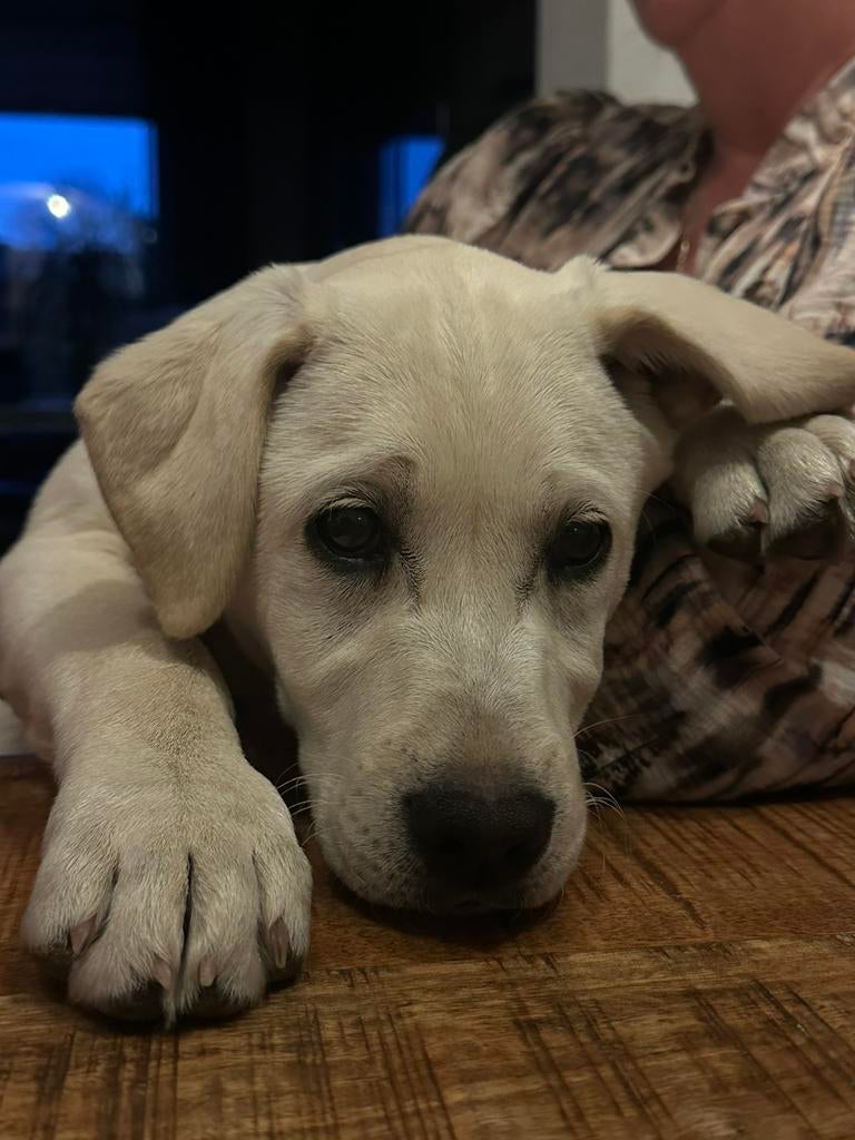 Labrador pup teefje, 15 weken tot 1 jaar, Teef, Labrador retriever, Parvo