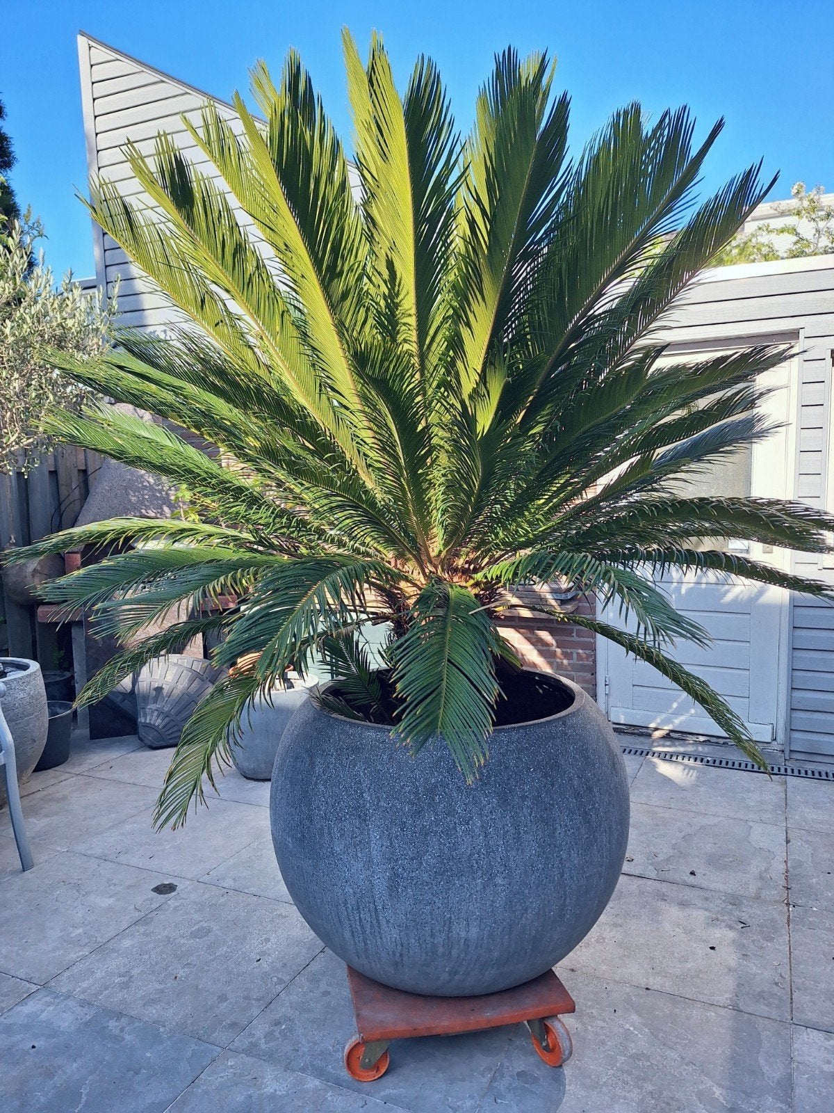 Prachtige grote Cycas Revoluta, Tuin en Terras, Planten | Tuinplanten, Ophalen of Verzenden, Overige soorten