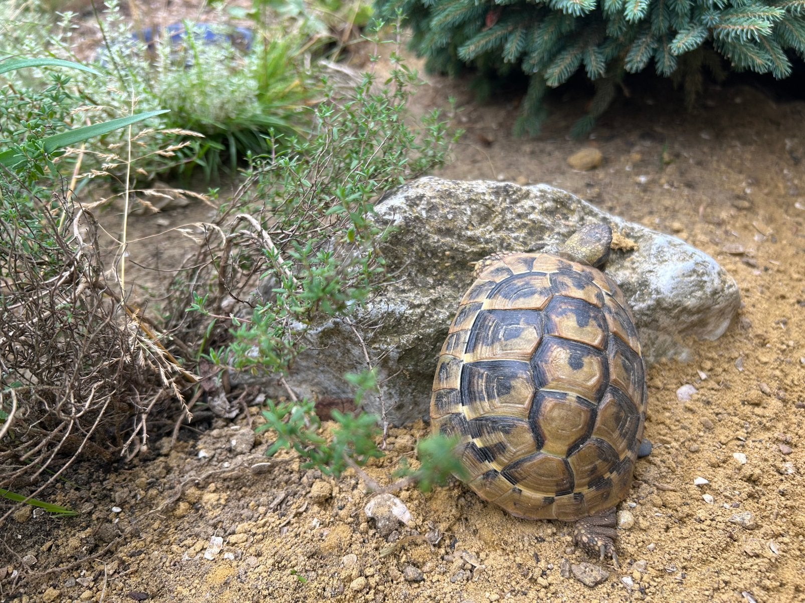 Griekse landschildpad - Testudo Hermanni Boettgeri, Dieren en Toebehoren, Schildpad, 0 tot 2 jaar
