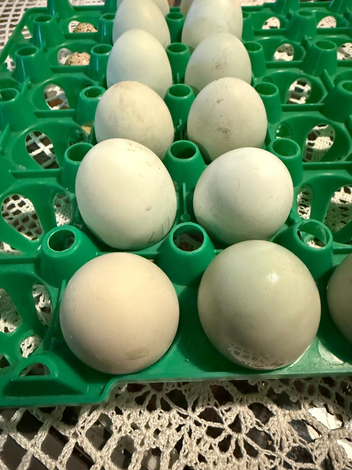 Broedeitjes Dongxiang Lukedanji Kip (blauw/ groenlegger), Meerdere dieren, Kip