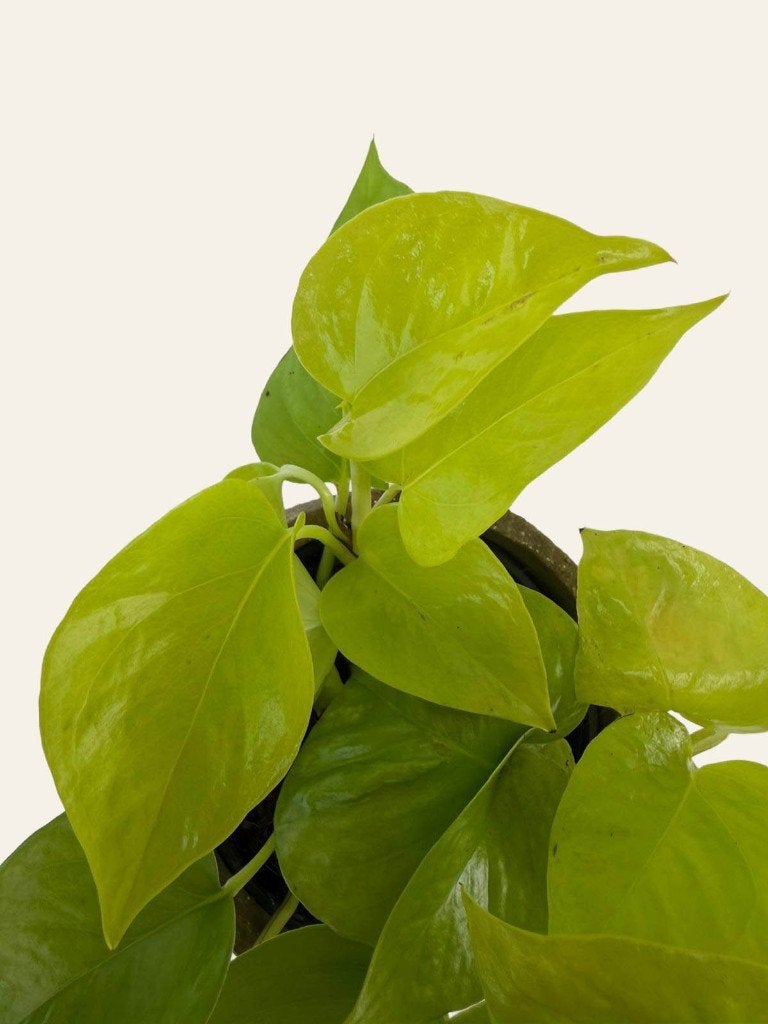 Epipremnum Golden Pothos p12, Huis en Inrichting, Kamerplanten, Ophalen of Verzenden, Halfschaduw, Minder dan 100 cm