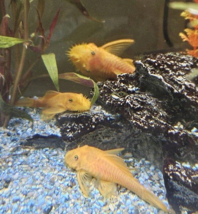 L144 Blue Eye Lemon, Dieren en Toebehoren, Slak of Weekdier