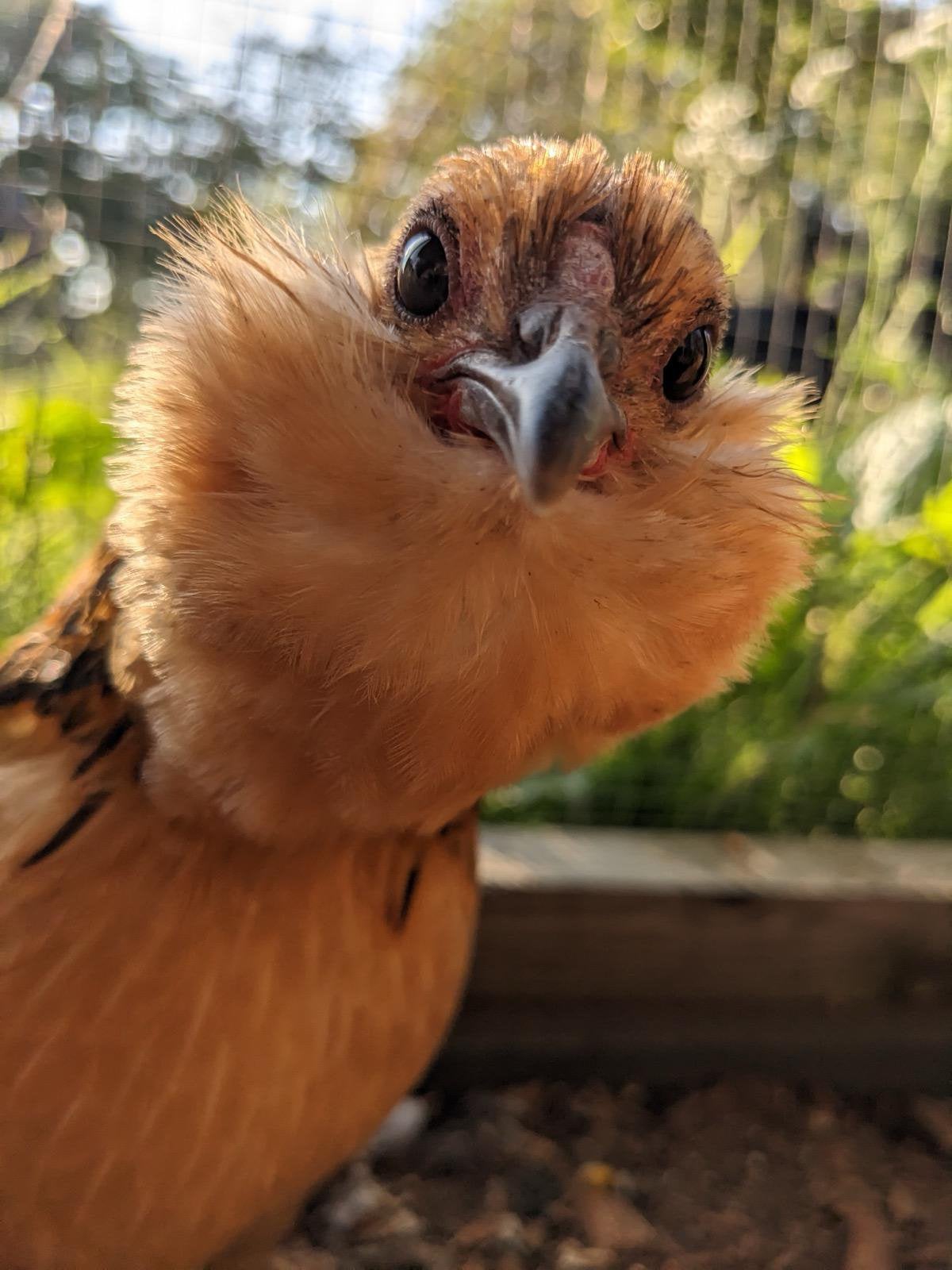 Groepje antwerpse baardkrielen, Dieren en Toebehoren, Meerdere dieren, Tam
