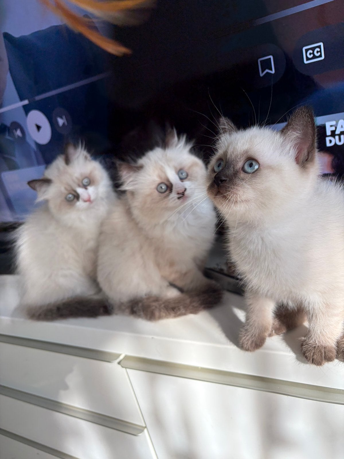 Ragdoll kitten, Meerdere dieren, Ontwormd