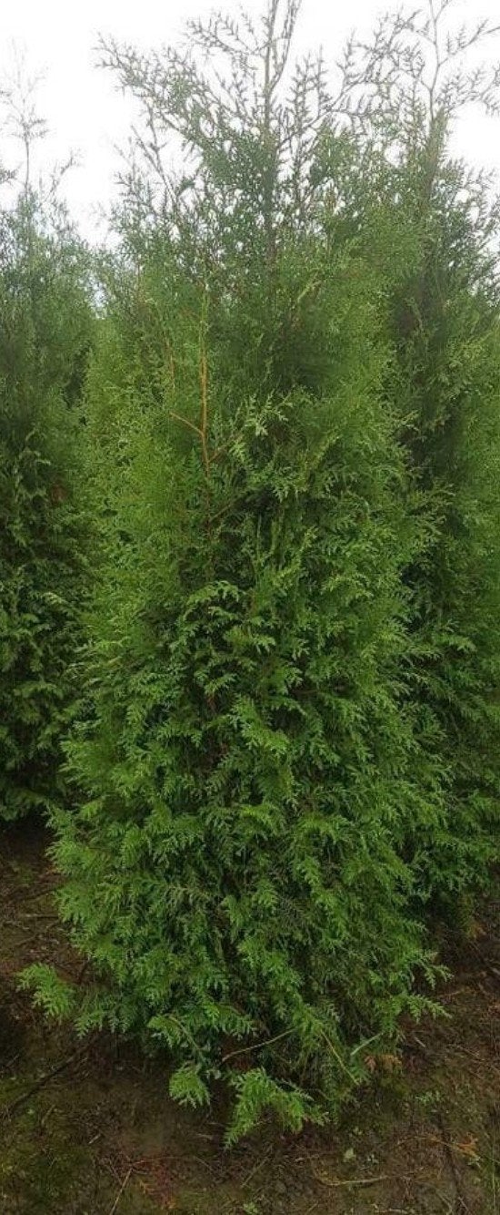 thuja Brabant  coniferen tekoop, Ophalen of Verzenden, Conifeer, 100 tot 250 cm