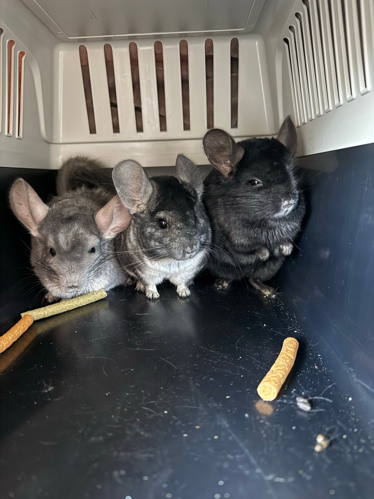 Chinchillas, Chinchilla, Juli, Meerdere dieren, Tam