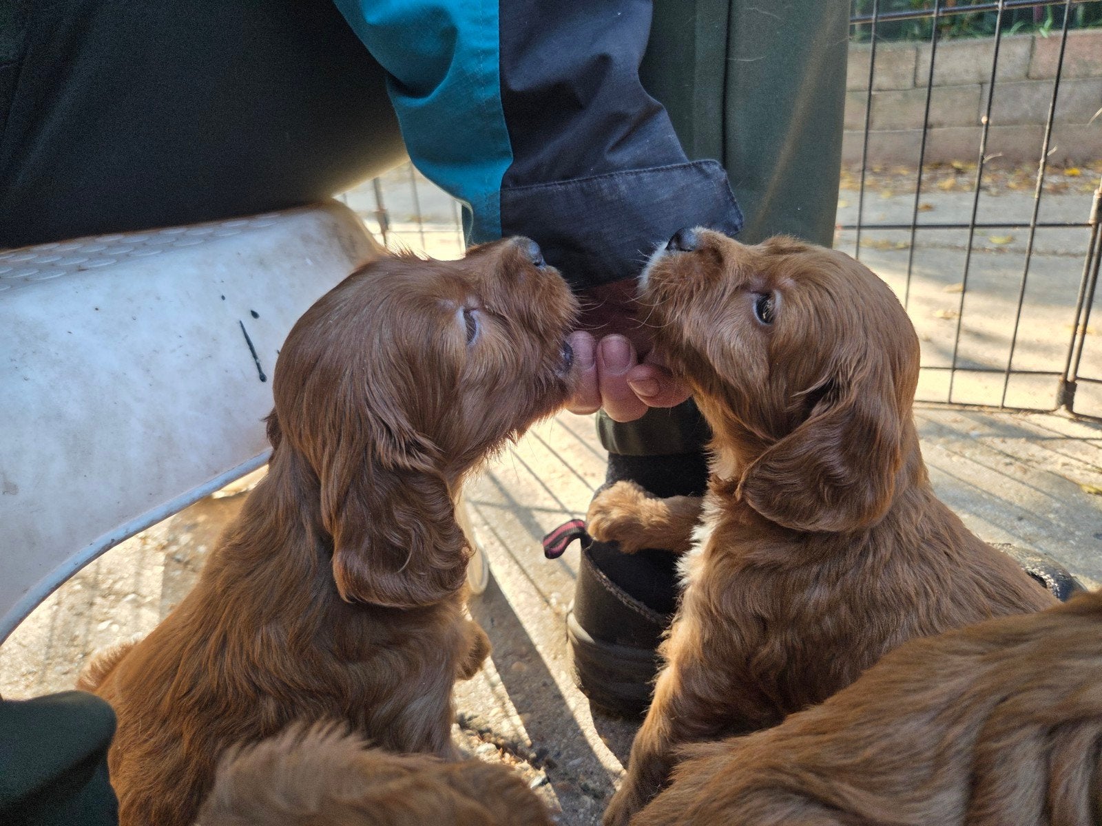 Cockapoo's F1 beschikbaar!Hoera! Onze Engelse Cocker spaniël, Overige rassen, 8 tot 15 weken, Meerdere, Meerdere dieren