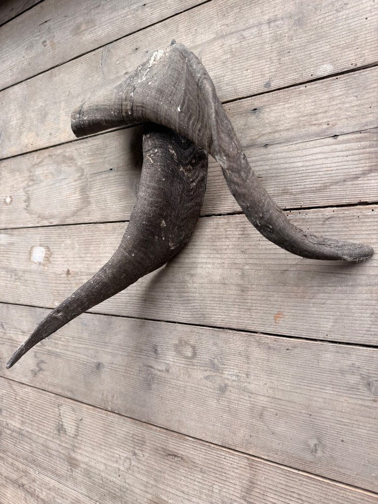 Hoorns, Ophalen of Verzenden