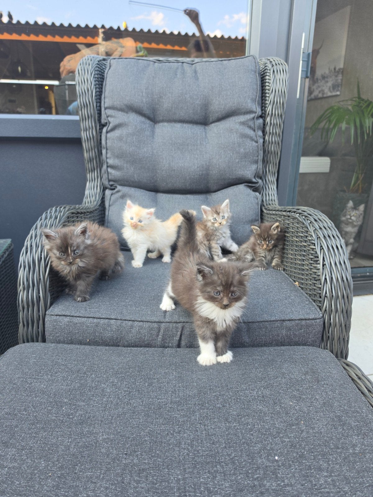 Maine coon kittens te koop, Dieren en Toebehoren, Katten en Kittens | Overige Katten, Meerdere dieren, Langharig, 0 tot 2 jaar