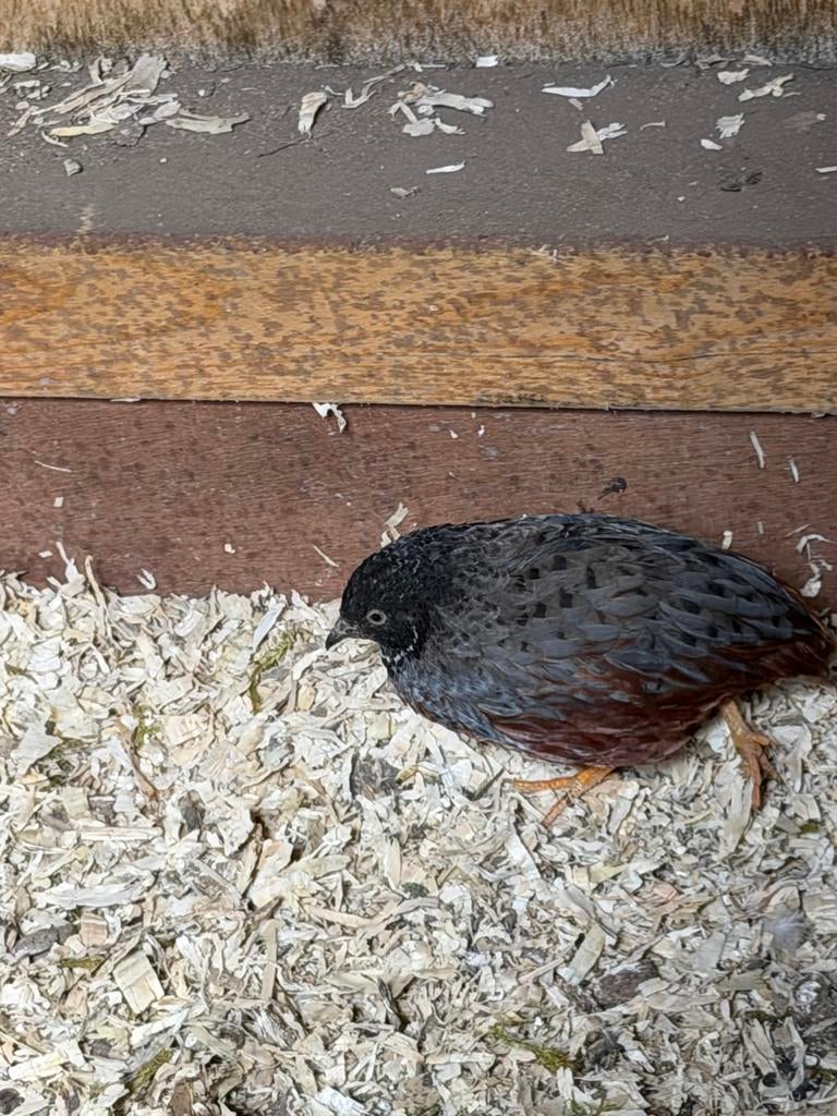 Chinees dwergkwartel mannetje, Mannelijk, Gans of Zwaan