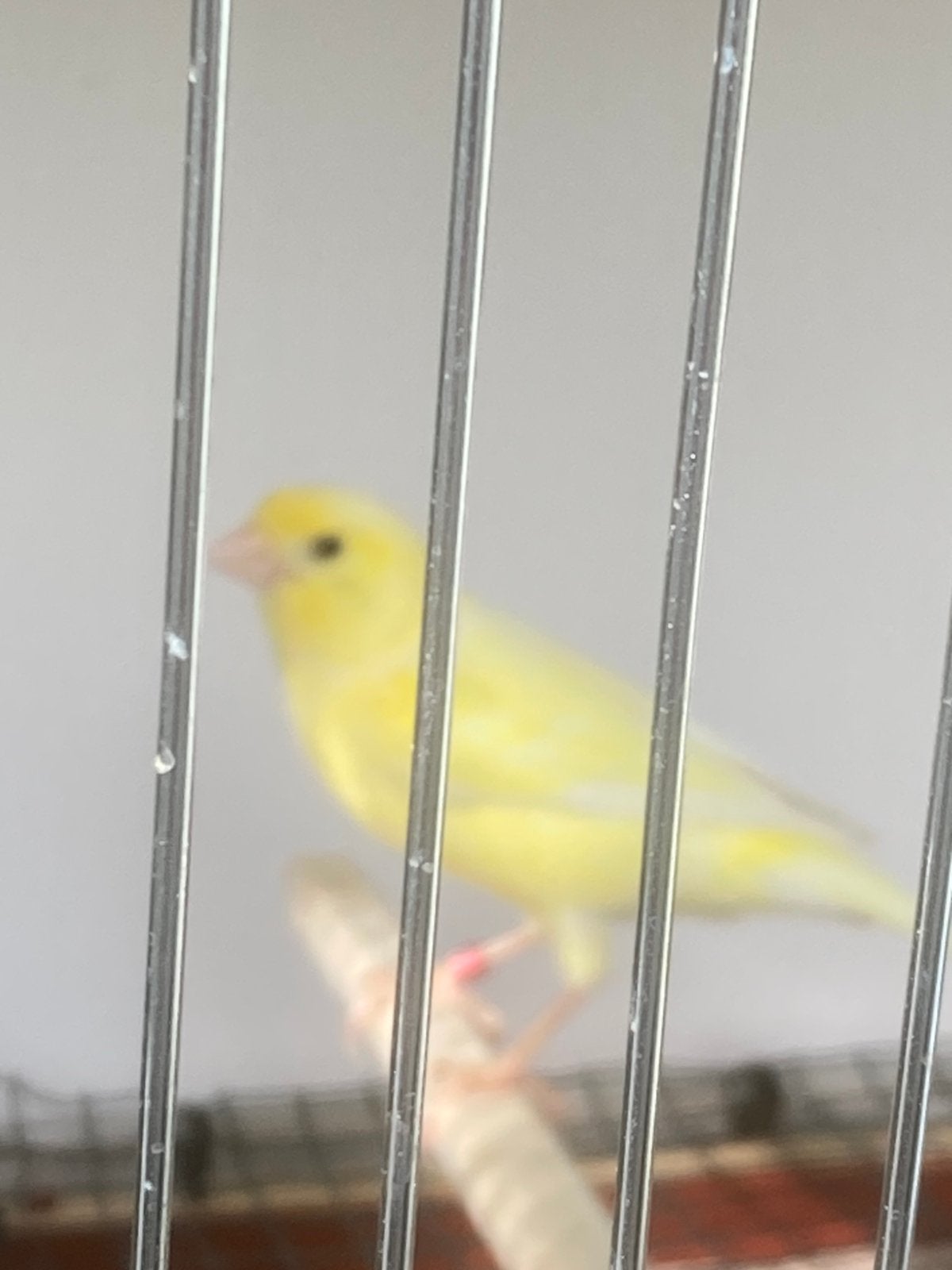 Gratis af te halen broedrijpe harzer kanarie pop, Dieren en Toebehoren, Vogels | Kanaries, Vrouwelijk, Kleurkanarie