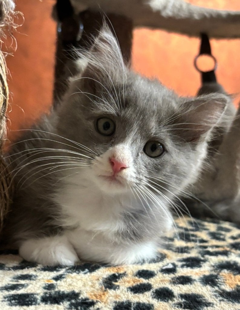 Hele mooie en lieve 100% raszuivere Ragdoll kittens, Meerdere dieren, Ontwormd, 0 tot 2 jaar
