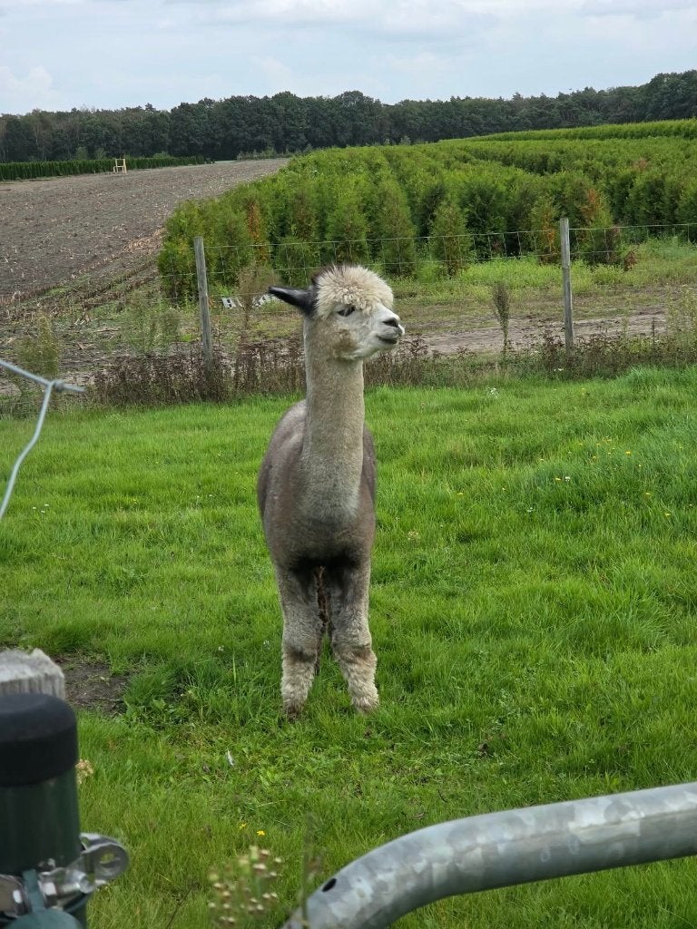 Alpaca stamboek dekhengst te koop of te ruil, Mannelijk, Alpaca, 3 tot 5 jaar
