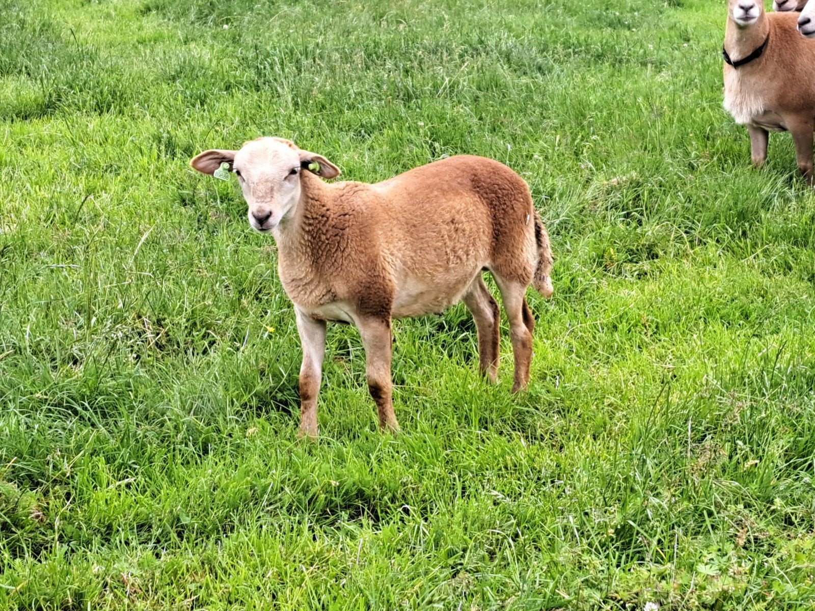 Nolana stamboek Ruischaap ooi en ramlammeren., Vrouwelijk, Schaap