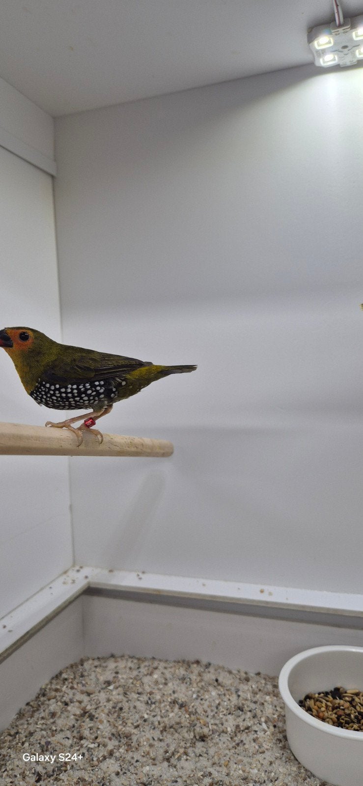 Nieuw binnen bij Vogelspeciaalzaak De Toekan – Groene Dru, Dieren en Toebehoren, Mannelijk, Tropenvogel, Geringd