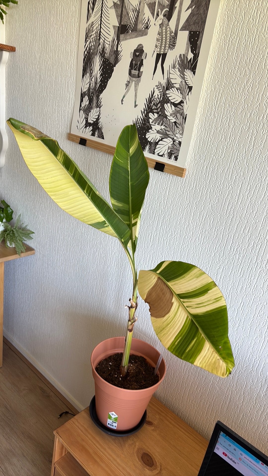 Musa Accuminata Papua yellow variegated, Ophalen, Halfschaduw, Minder dan 100 cm