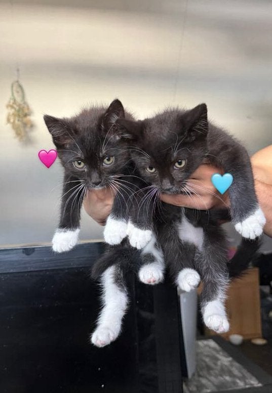 Twee lieve Europese korthaar X Noorse boskat kittens, Meerdere dieren