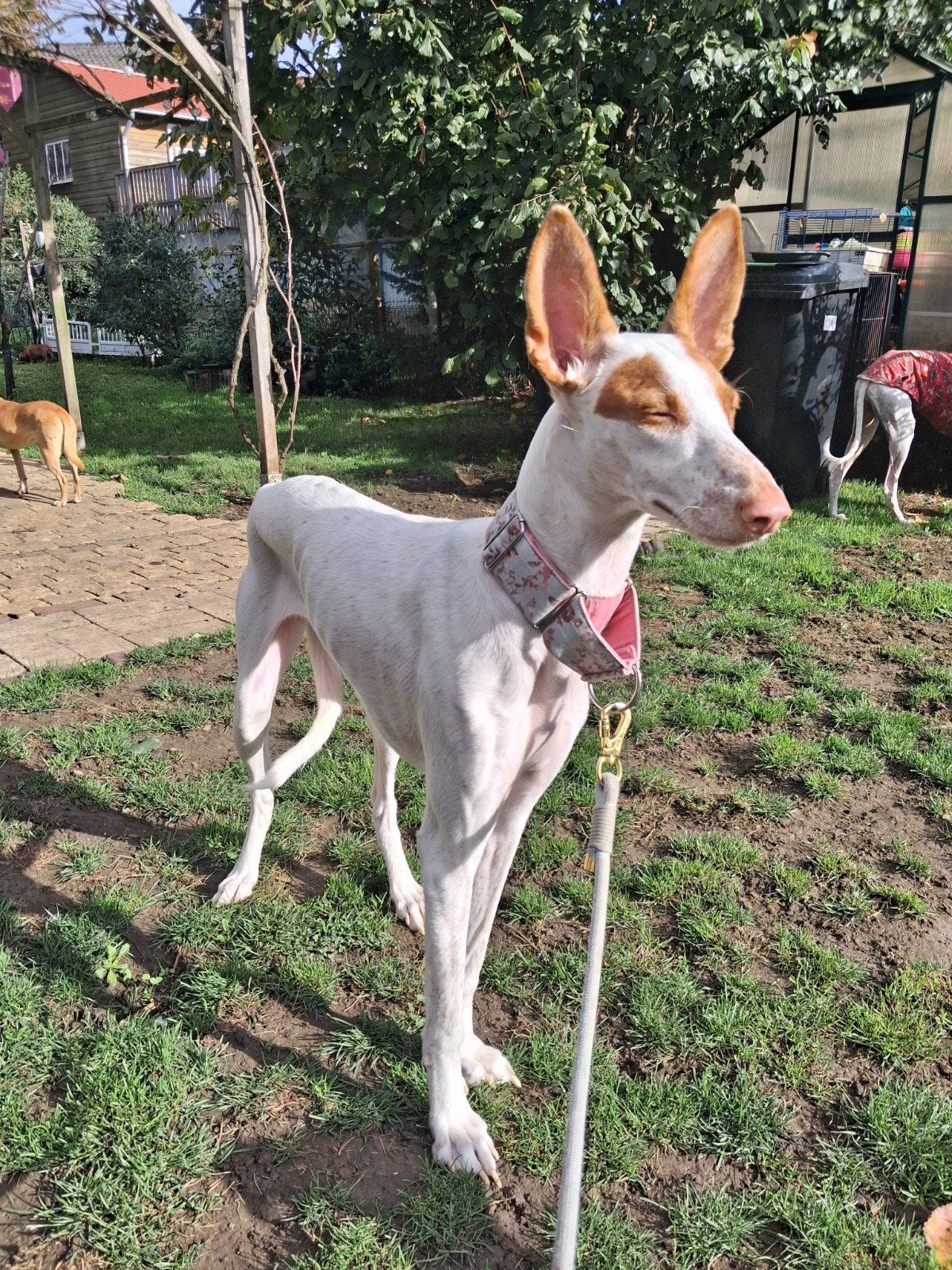 ️ELLA️, Particulier, 1 tot 2 jaar, Buitenland, Teef