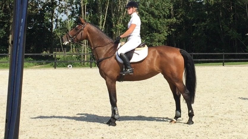 Lief en goed opgeleid recreatie paard, Merrie, Onbeleerd, 11 jaar of ouder, Recreatiepaard