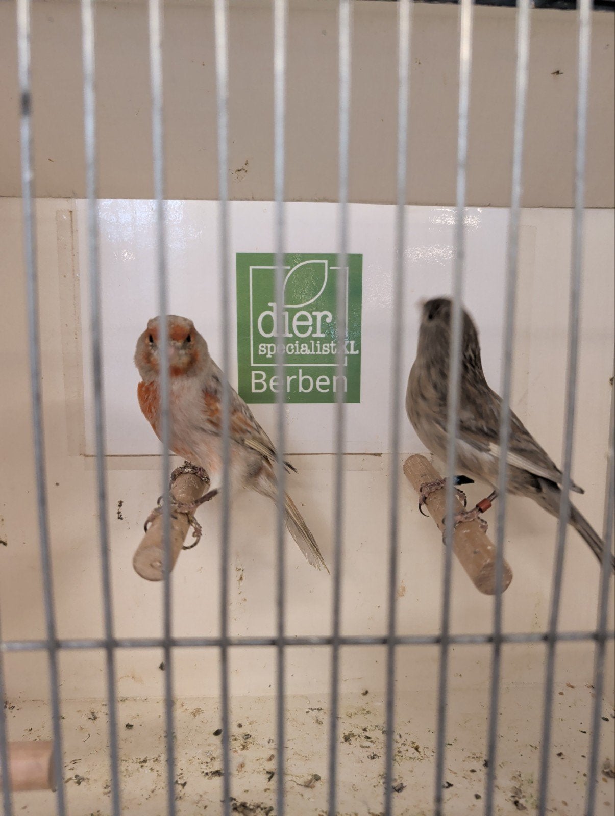 Koppel kanaries jaspis roodmozaiek x split, Dieren en Toebehoren, Vogels | Kanaries, Meerdere dieren, Kleurkanarie