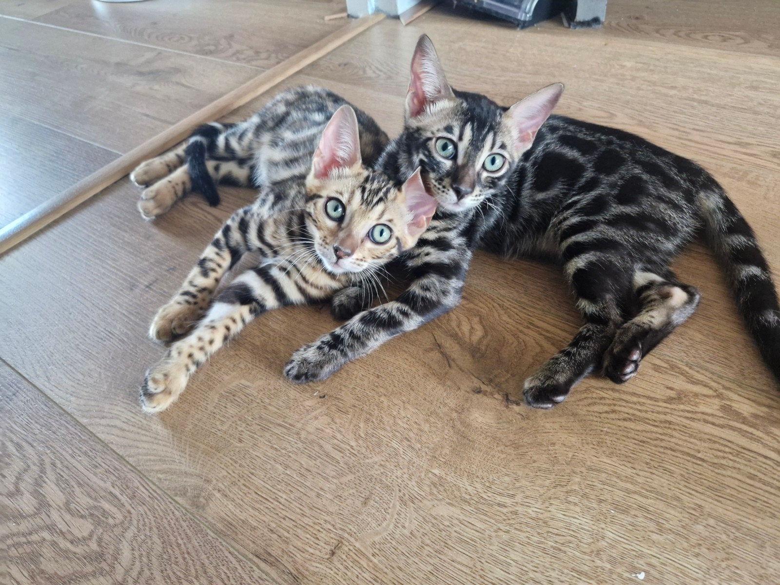 bengaal kitten, Meerdere dieren, Gechipt, 0 tot 2 jaar