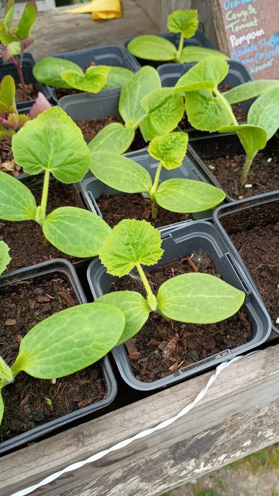 Pompoen plantjes - Pumpkin Fireball (biologischerwijze), Ophalen, Volle zon, Groenteplanten, Eenjarig
