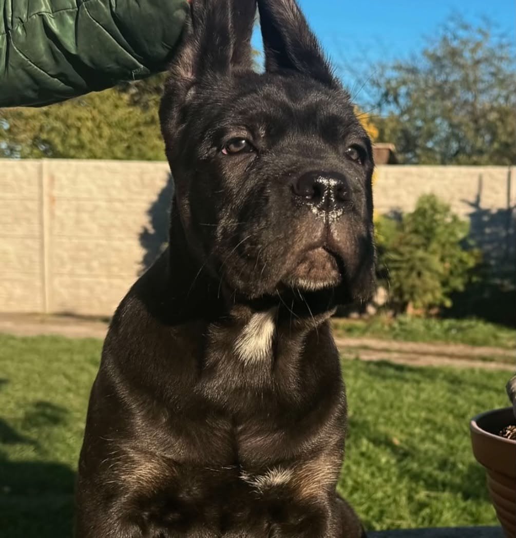 Cane Corso 4 generational pedigree, health tested parents, Dieren en Toebehoren, Fokker | Hobbymatig, Overige rassen, 8 tot 15 weken