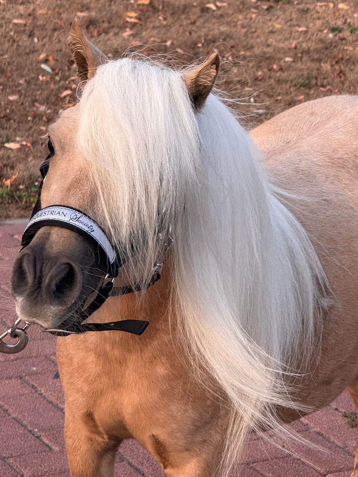 🦄💖Mini stamboek merries!!!💖Prachtig appaloosa veulen💖, Dieren en Toebehoren, Pony's, Niet van toepassing, 0 tot 2 jaar, A pony (tot 1.17m)