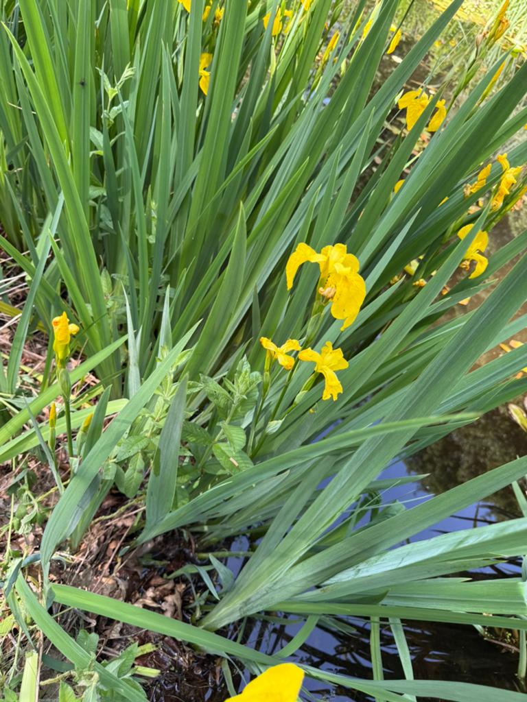 Gele lis, vijverplant, Ophalen, Volle zon, Vaste plant, Vijverplanten