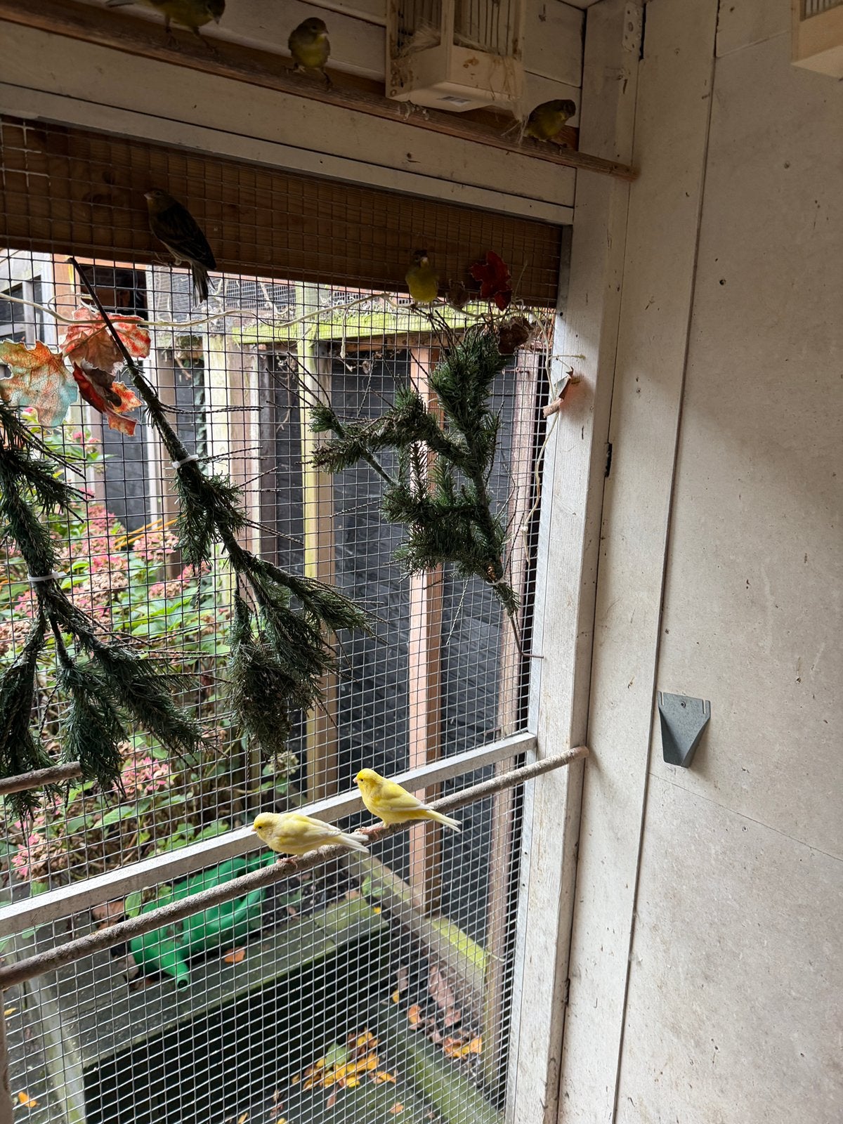 Zangvogels te koop waterslager+timbrado, Meerdere dieren, Kleurkanarie