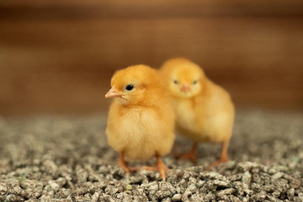 New Hampshire kriel kippenkuikens | Gesekst en Ingeënt, Dieren en Toebehoren, Pluimvee, Vrouwelijk, Kip