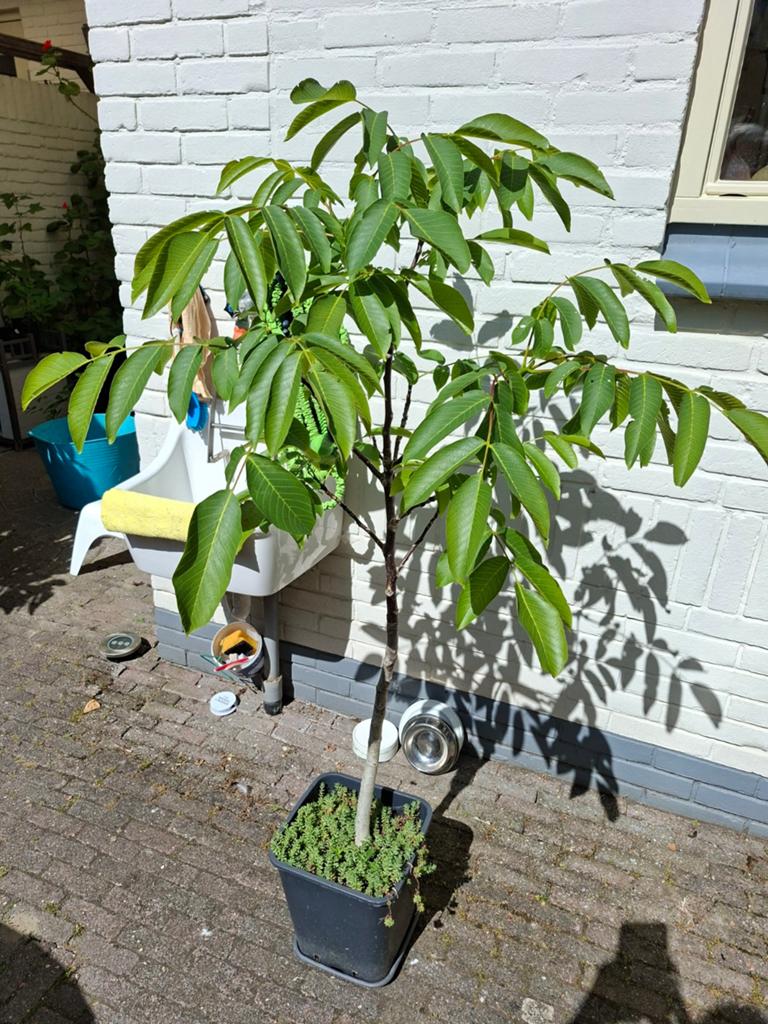 Walnoot boom, Ophalen, Minder dan 100 cm, Appelboom, Lente