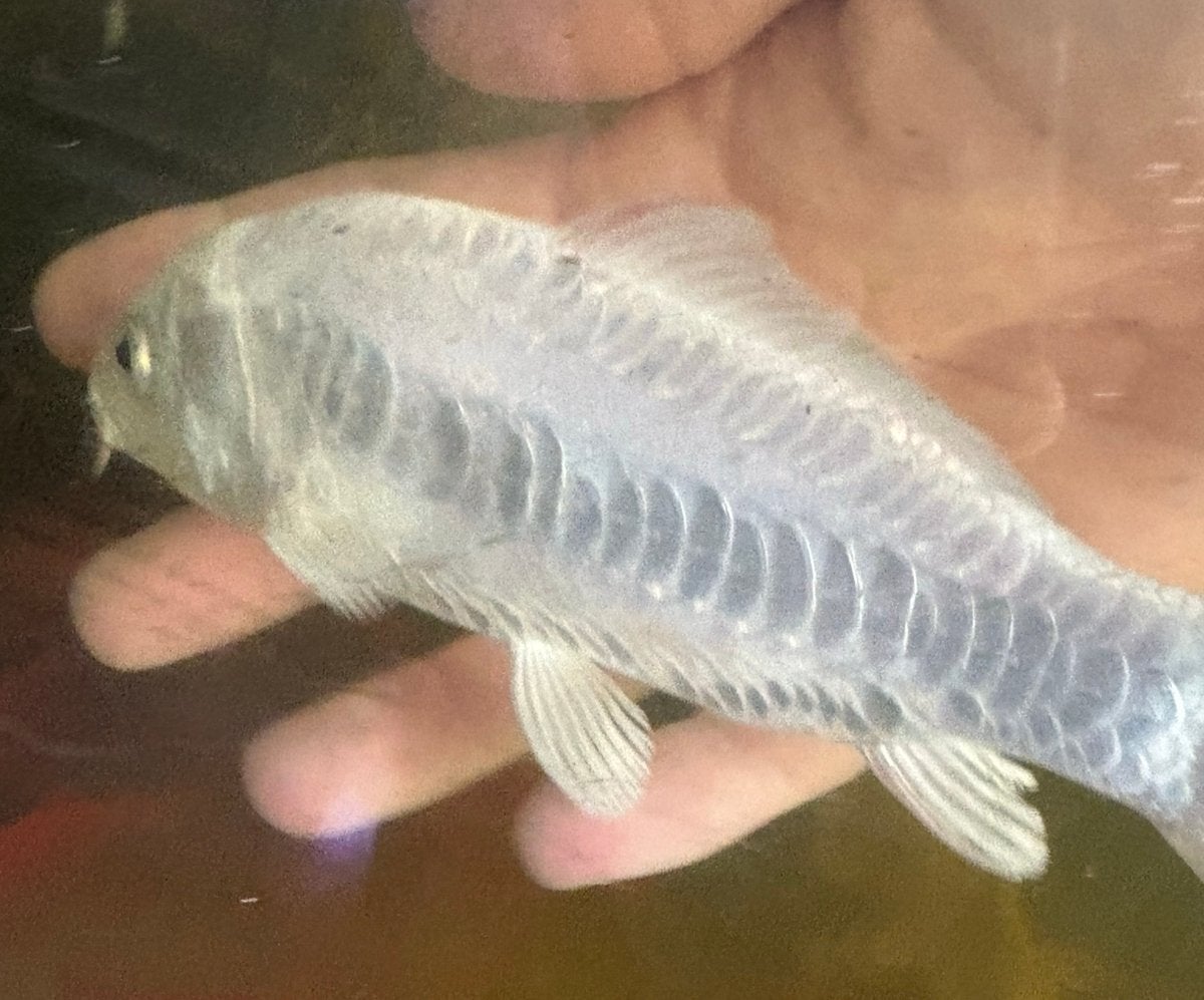 Zeer speciale Japanse kois Doitsu Karashi normaal/butterfly, Karper of Koi