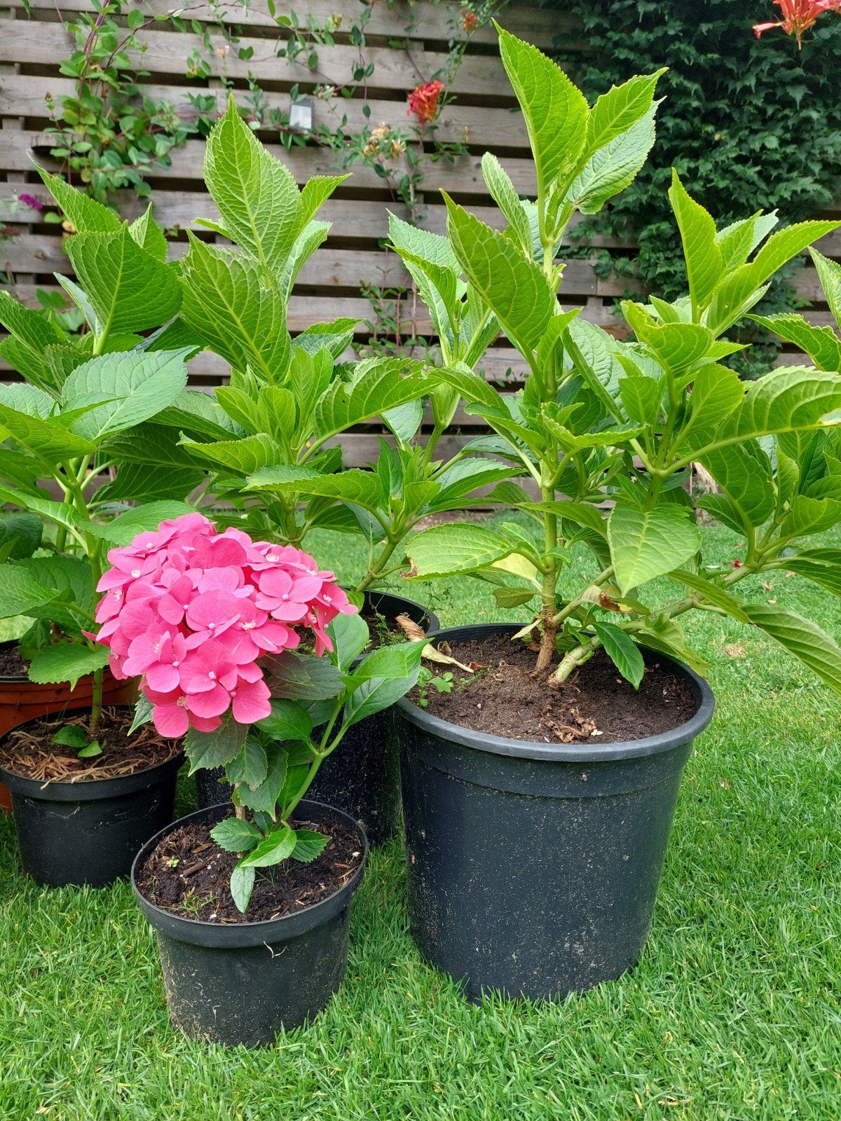 Hortensia, Ophalen, Overige soorten, Halfschaduw