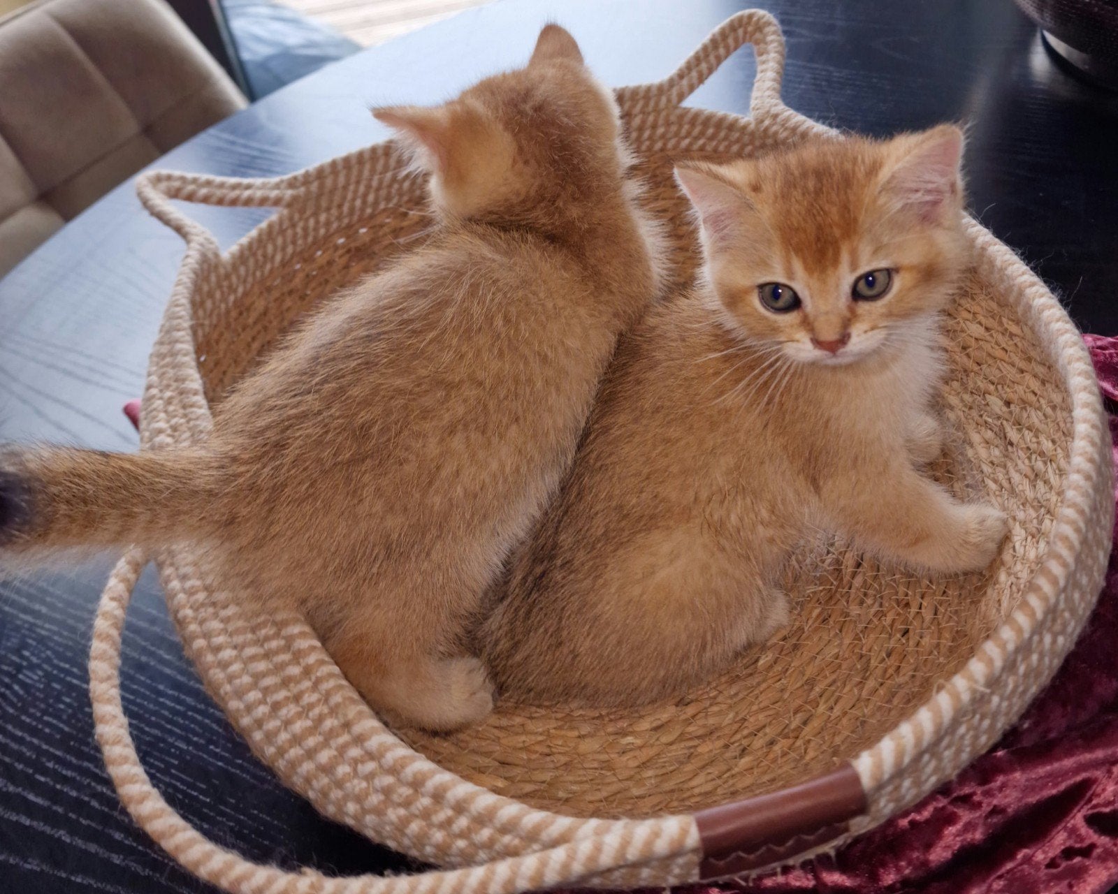 Britse Korthaar kittens | Black Golden Shaded, Dieren en Toebehoren, Katten en Kittens | Raskatten | Korthaar, Meerdere dieren