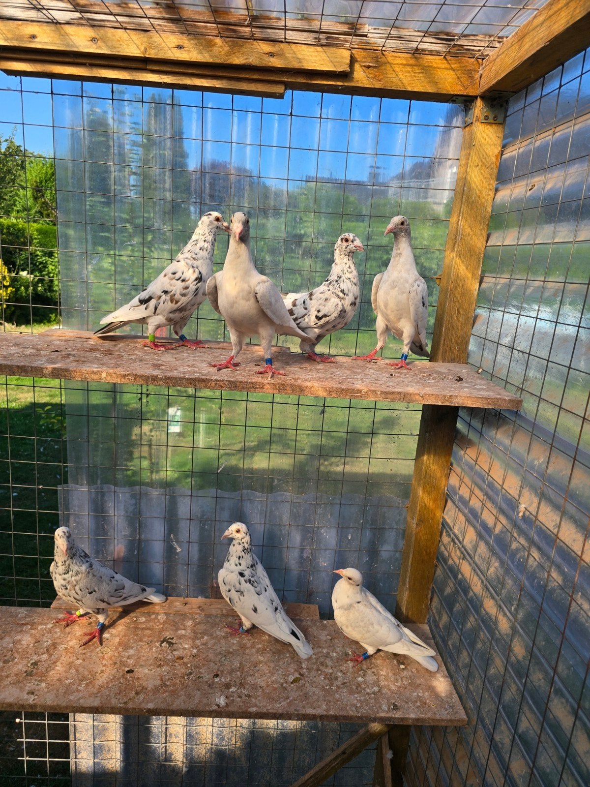 Stipper postduiven duiven, Dieren en Toebehoren, Vogels | Duiven, Meerdere dieren, Postduif