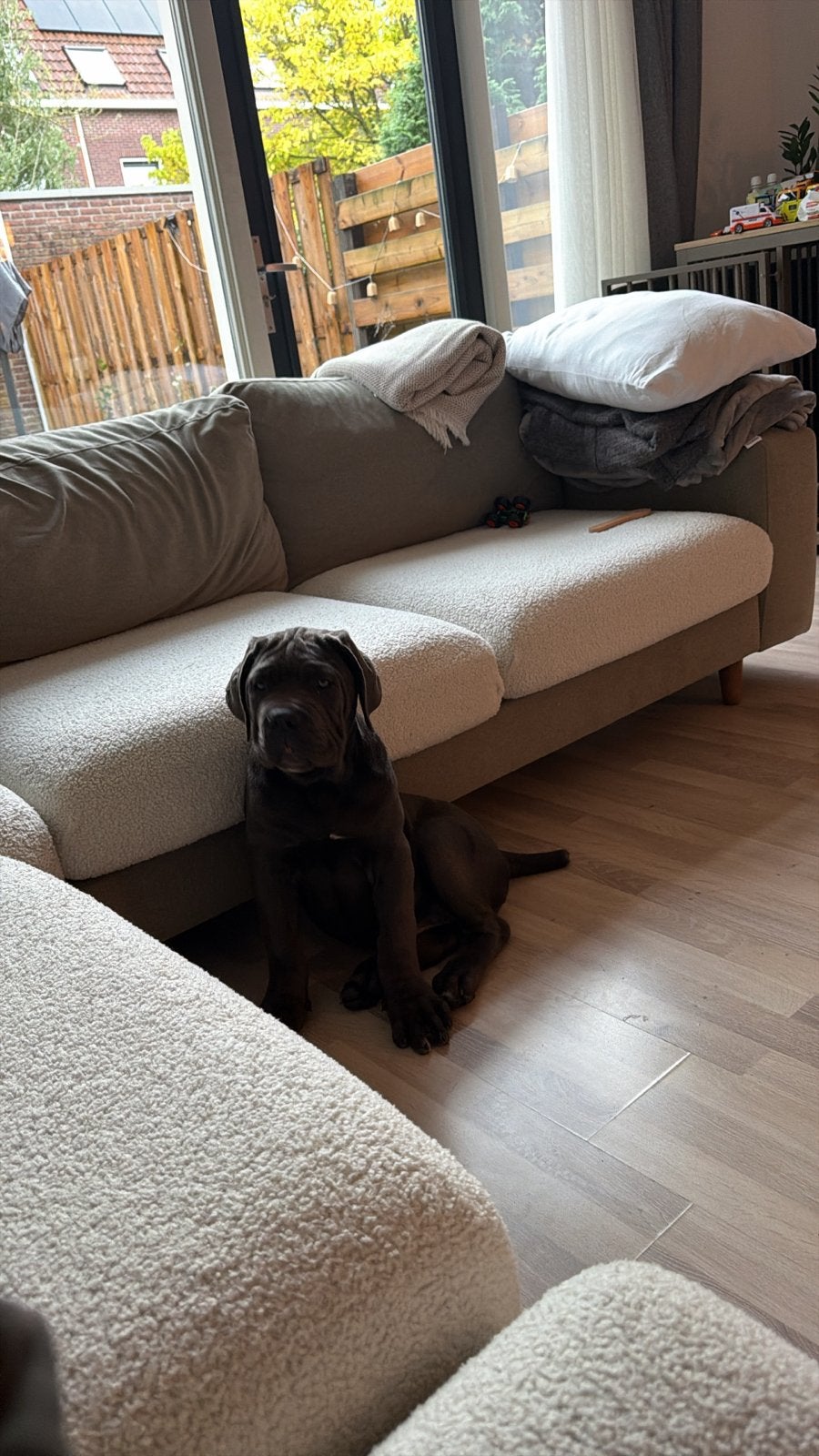 Cane corso puppy 4 month old, 15 weken tot 1 jaar, CDV (hondenziekte), Eén hond, Nederland