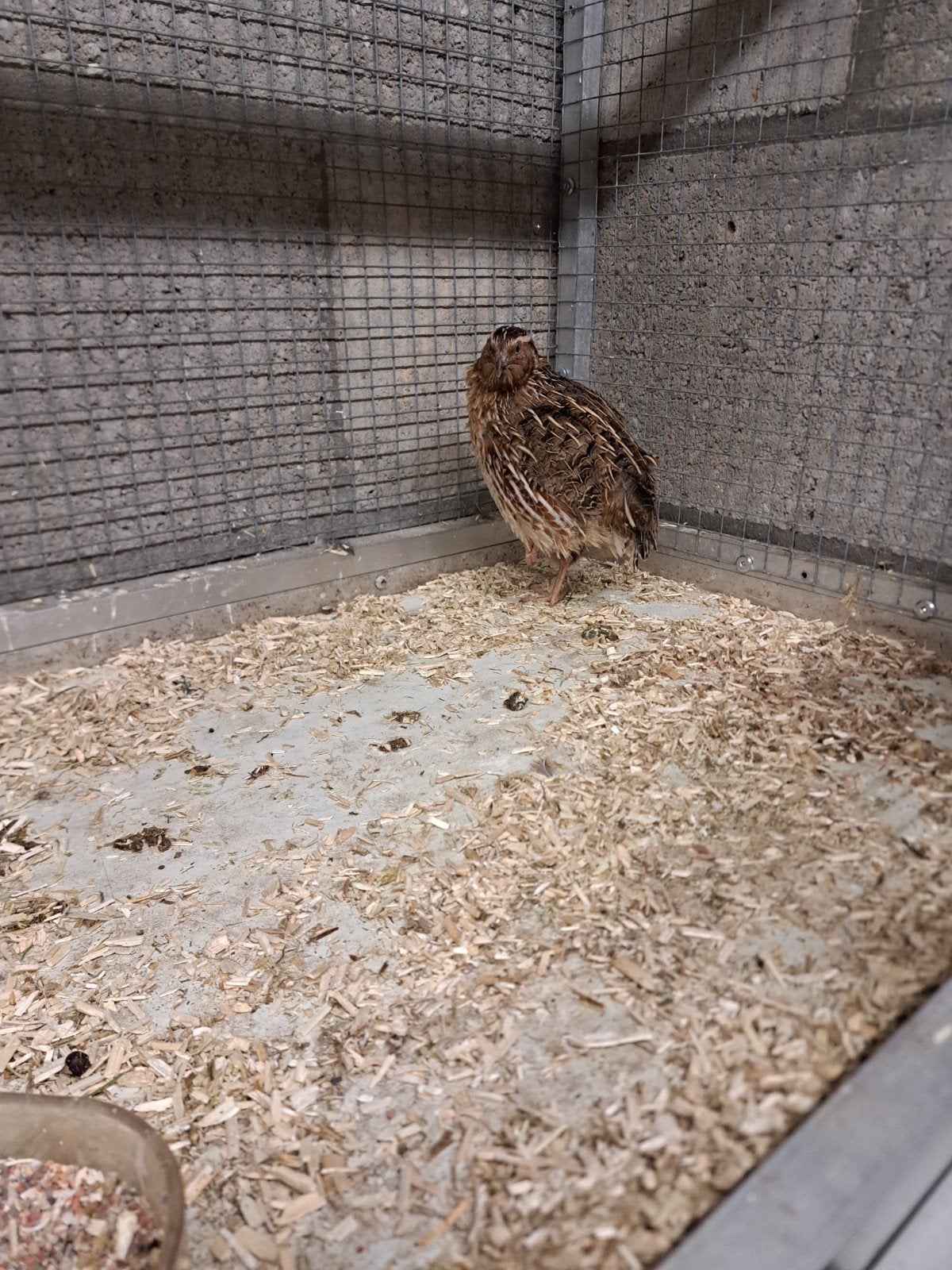 hollandse kwartels 2 hennen en 1 haan, Meerdere dieren