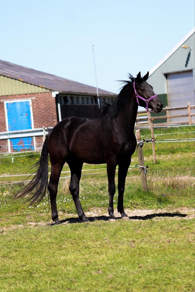 Knappe 3 jarige zwarte dressuur ruin !, Dieren en Toebehoren, Paarden, Ruin, Dressuurpaard, 3 tot 6 jaar