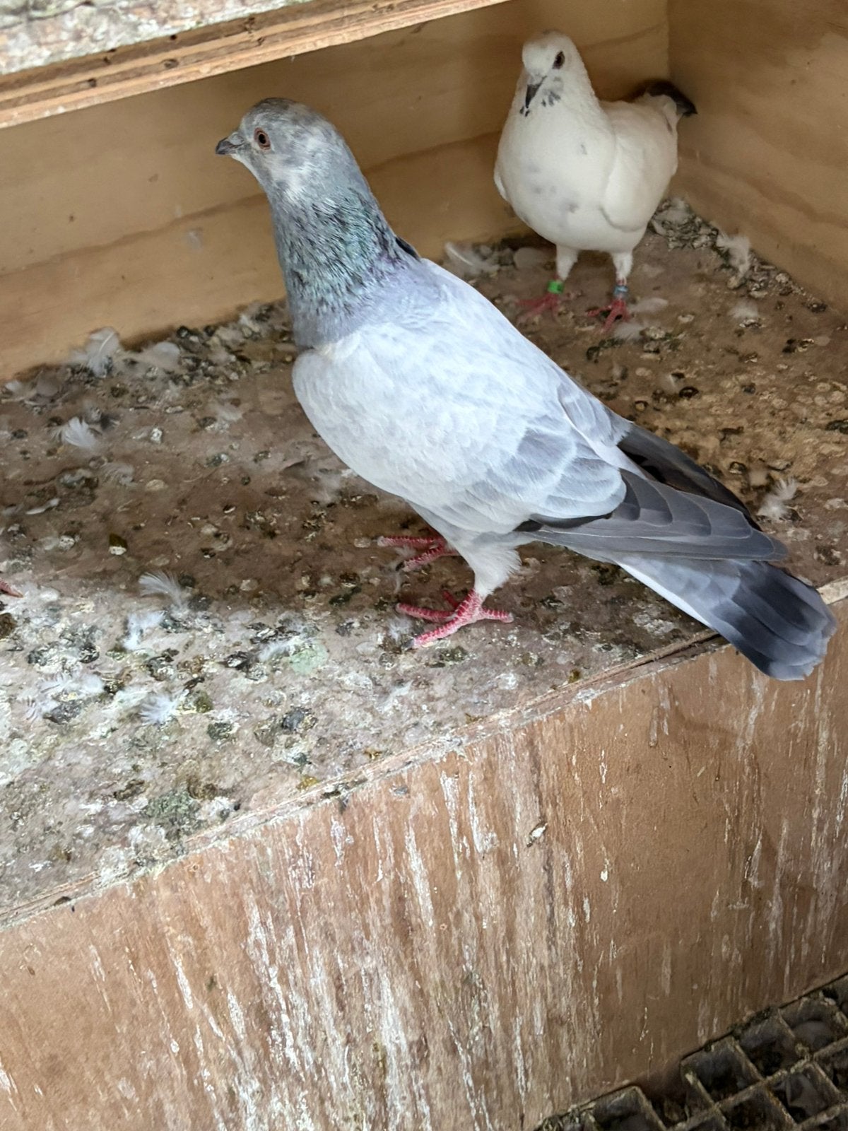 Duiven, Dieren en Toebehoren, Vogels | Duiven, Meerdere dieren, Postduif