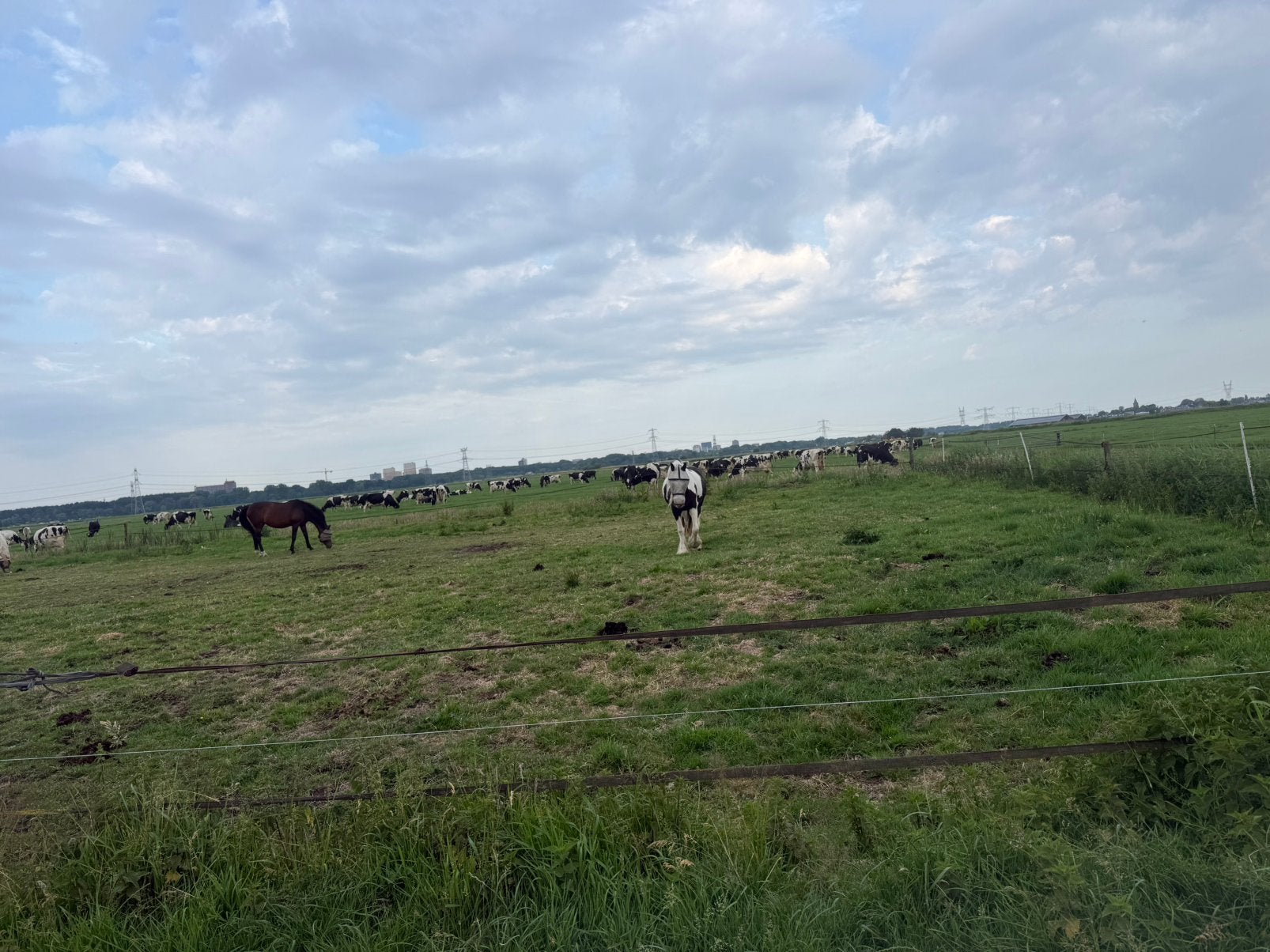 Stal medewerker gezocht Amsterdam, Dieren en Toebehoren, Stalling en Weidegang, Weidegang, 4 paarden of pony's of meer