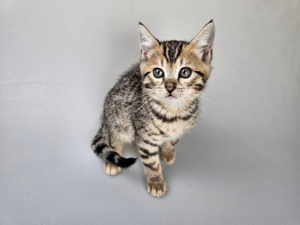Bengaal kitten katertje gevaccineerd gechipt kruising, Kater, Met stamboom, 0 tot 2 jaar