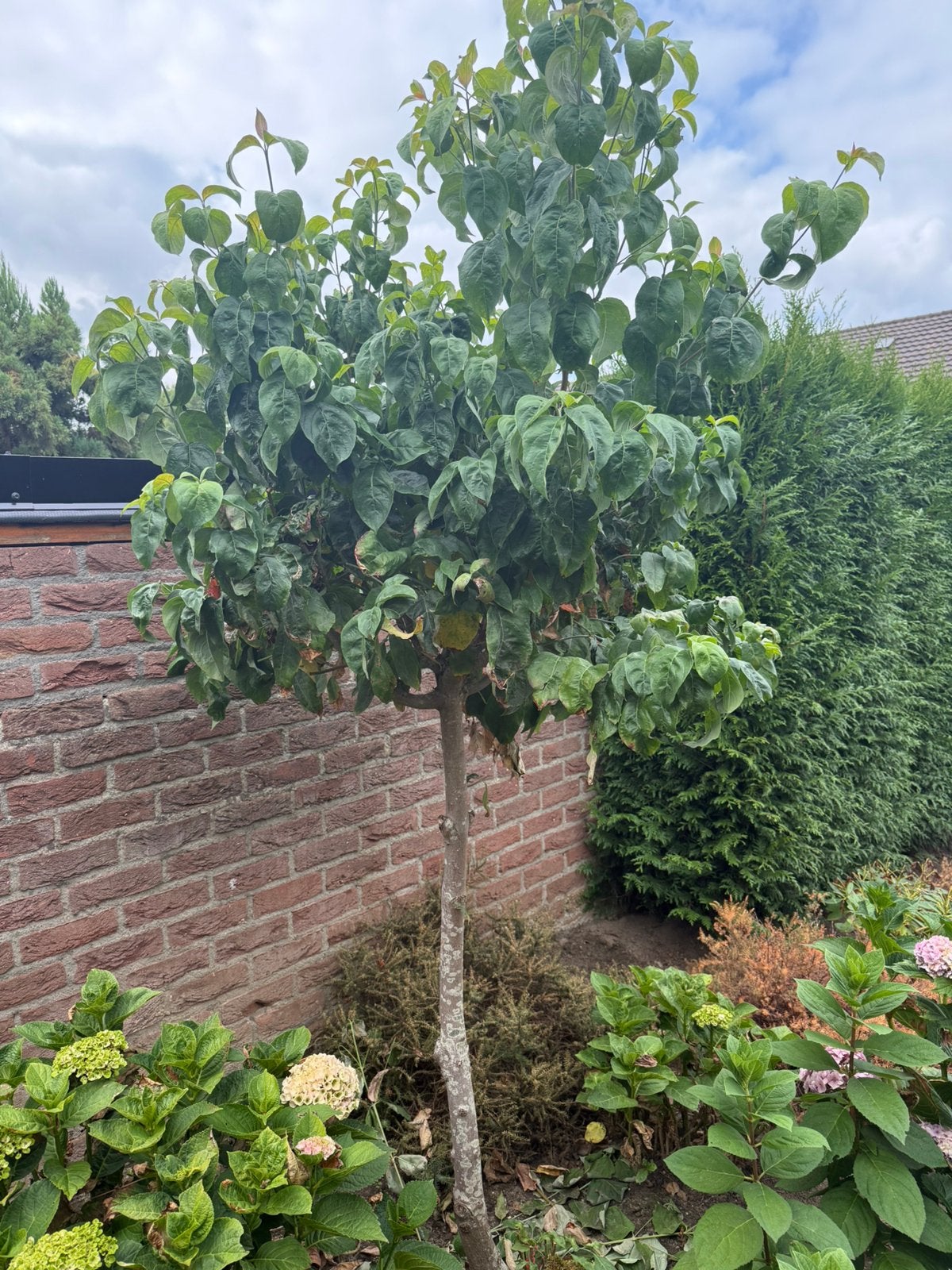 Kornoelje op stam, ca 240cm, Ophalen, Zomer, Volle zon, 100 tot 250 cm