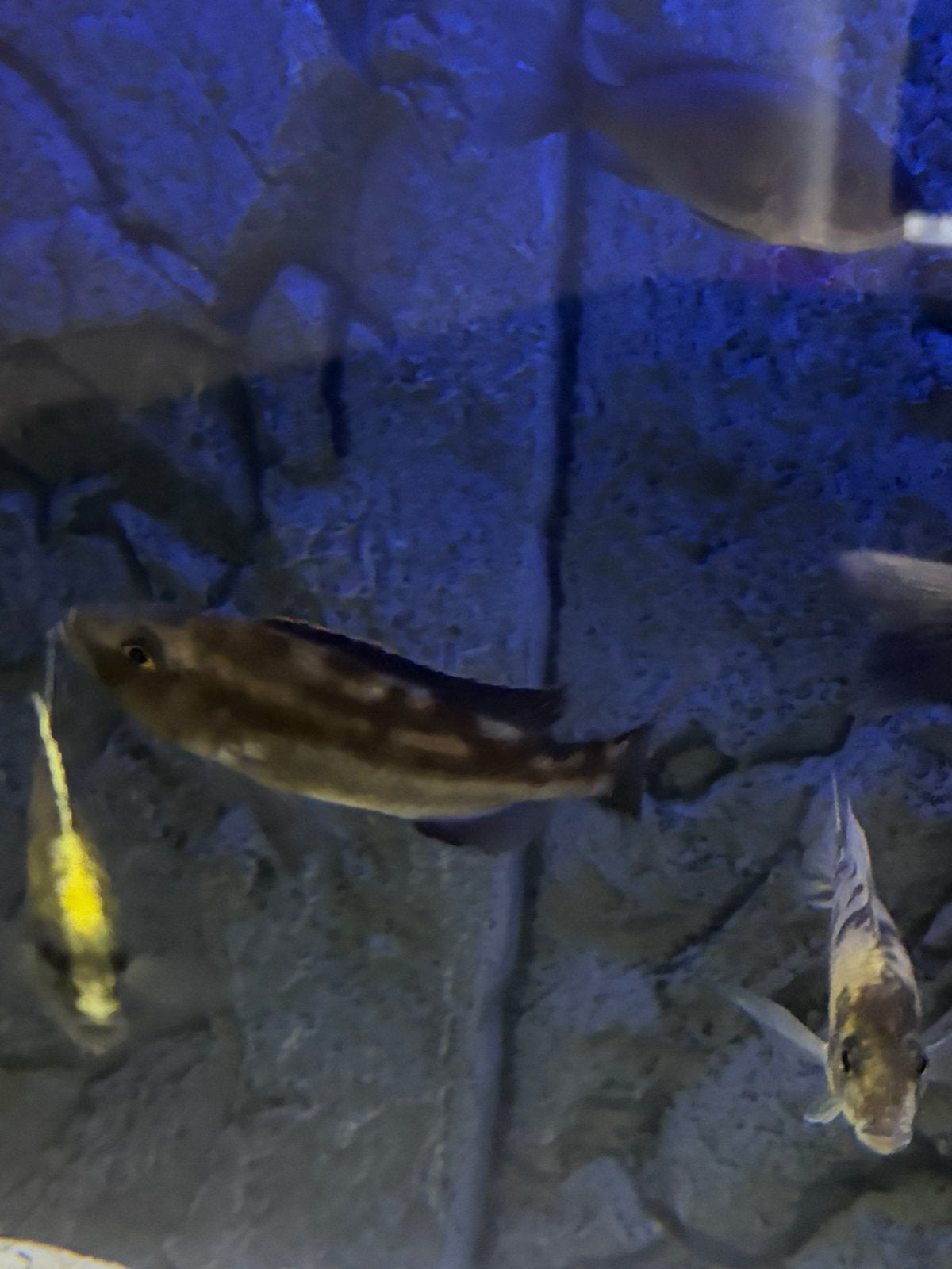 te koop 2 vrouwen Nimbochromis fuscotaeniatus, Vis