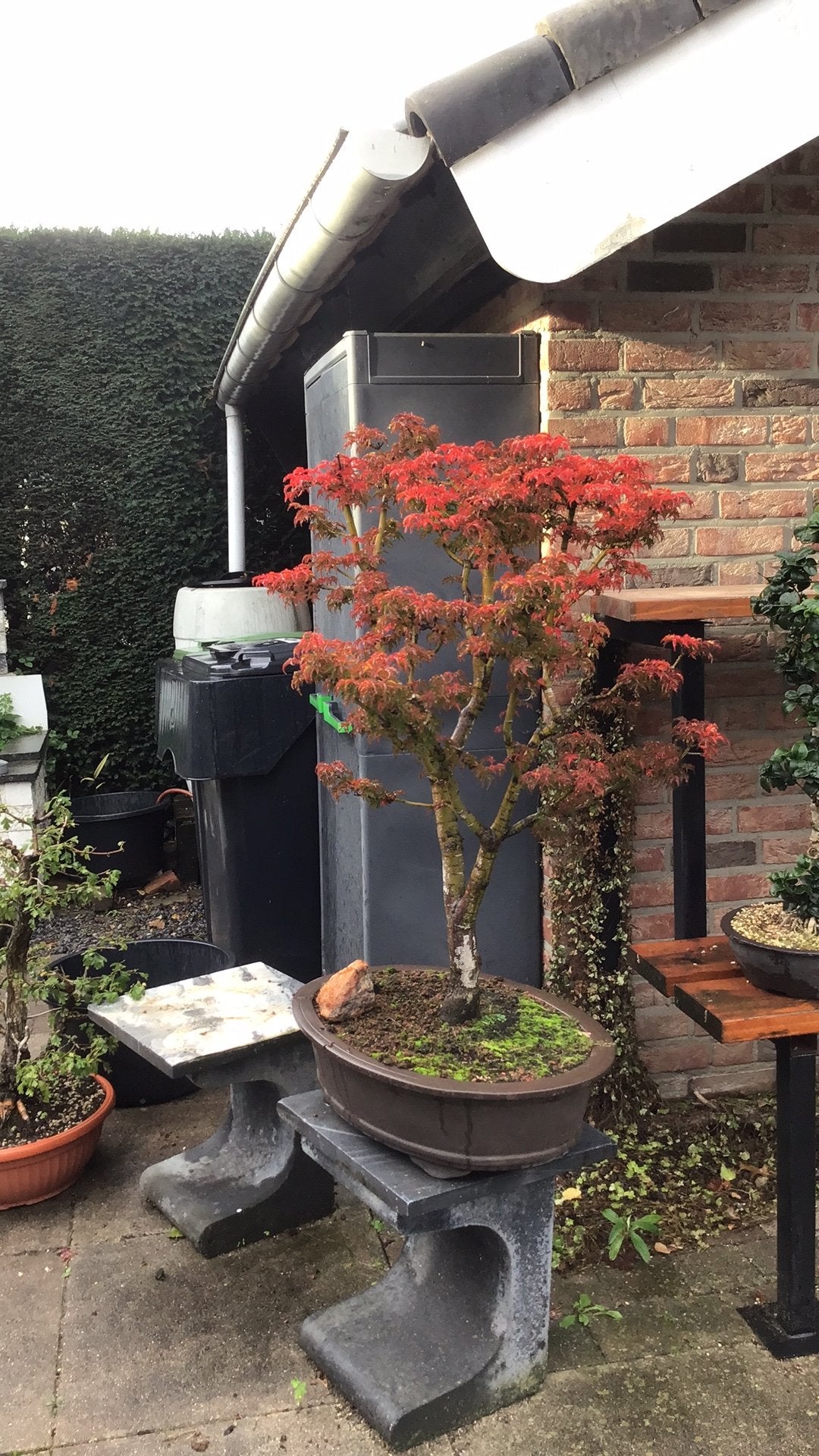 Bonsai acer shishigashira, Tuin en Terras, Ophalen, Zo goed als nieuw
