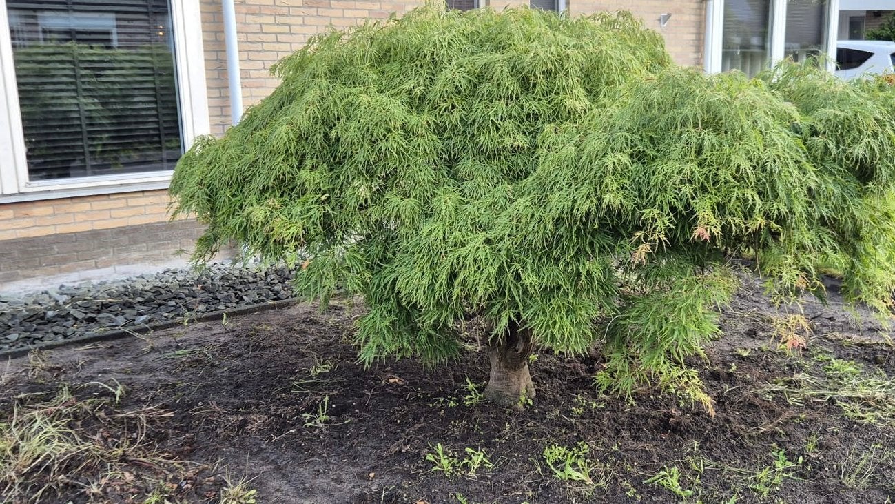 Groene japanse esdoorn, Tuin en Terras, Planten | Bomen, Ophalen, Bloeit niet, Halfschaduw, Overige soorten